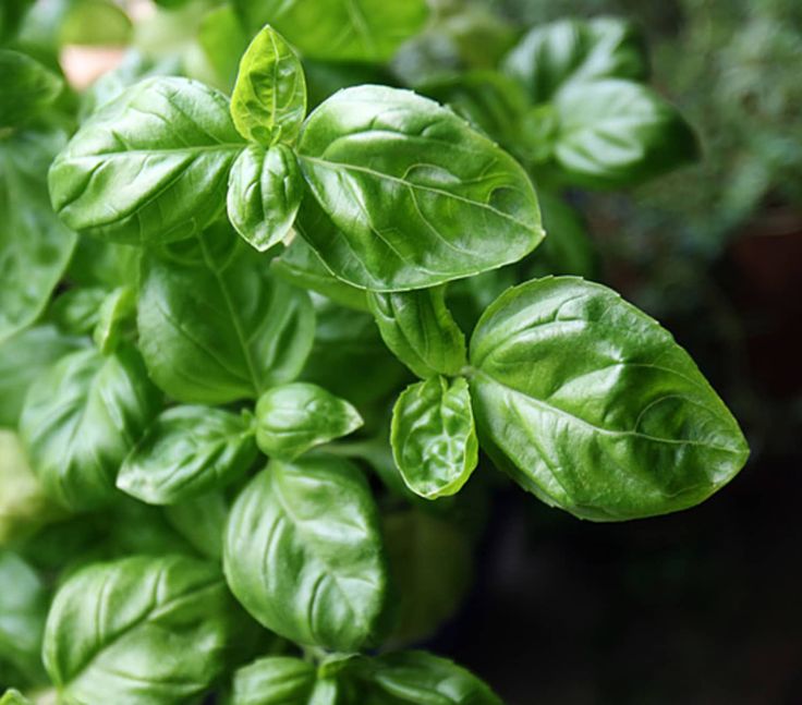 Image of Basil