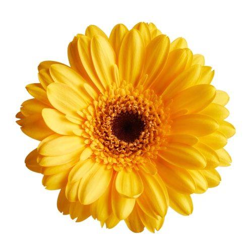 Image of Calendula