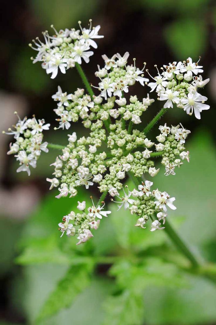 Image of Caraway