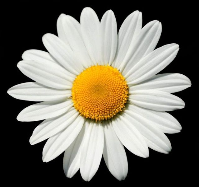 Image of Chamomile