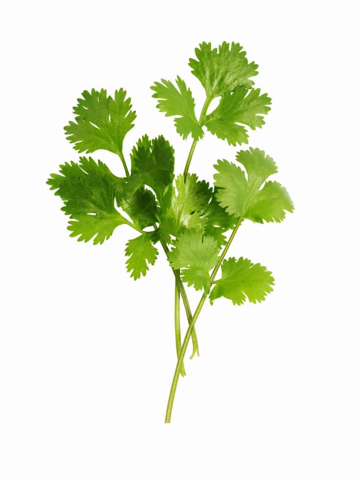 Image of Coriander