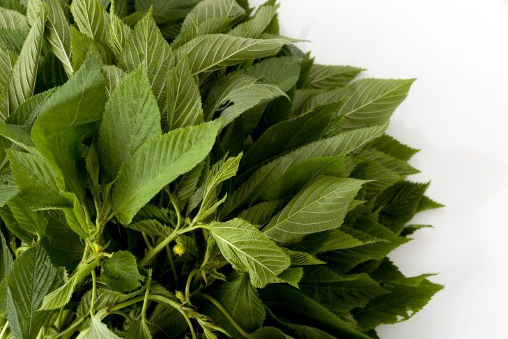 Image of Jute Leaves (Molokhia)