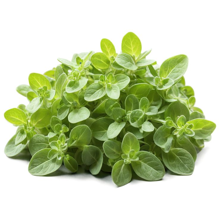 Image of Marjoram