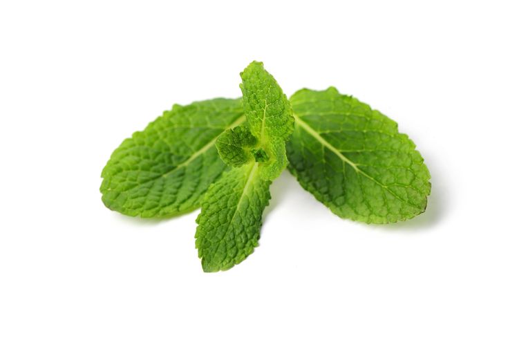Image of Mint
